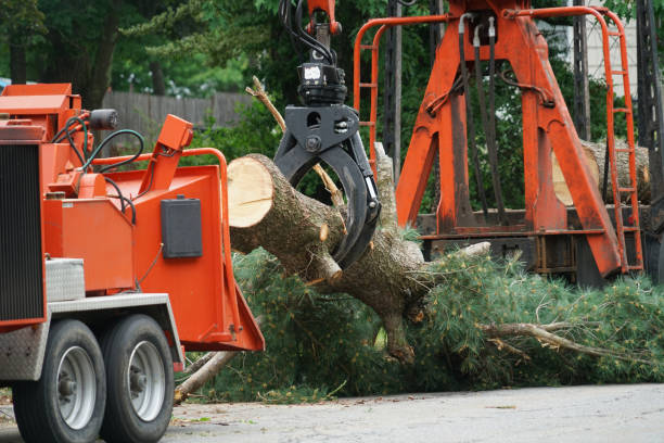 Best Palm Tree Trimming  in Navassa, NC